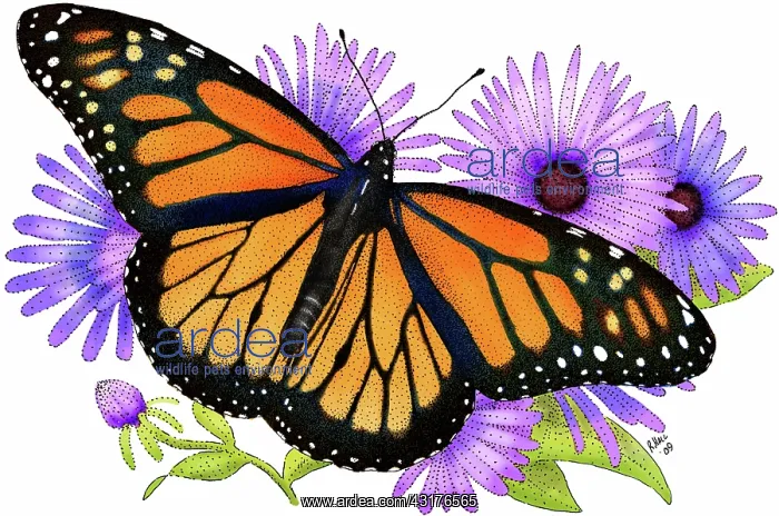 : Monarch Butterfly : Monarch Butterfly