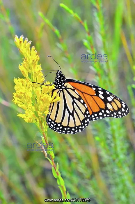 : Monarch Butterfly : Monarch Butterfly