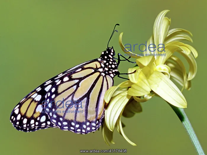 : Monarch Butterfly : Monarch Butterfly