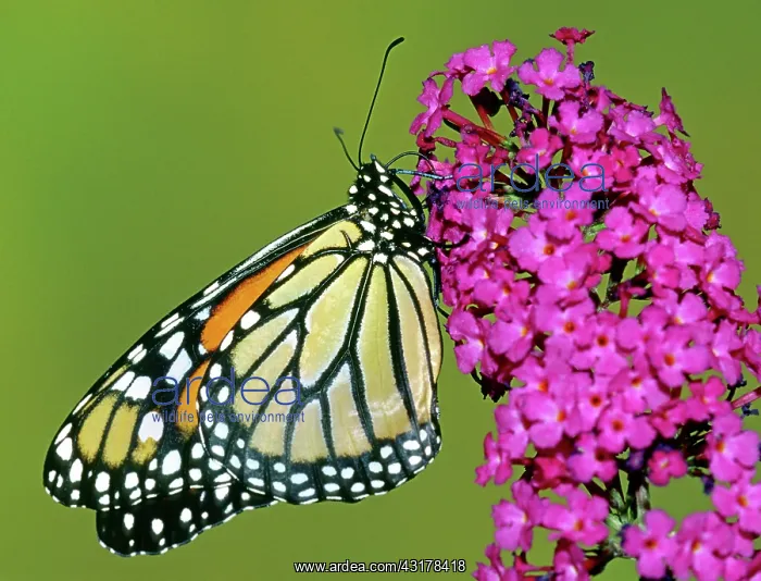 : Monarch Butterfly : Monarch Butterfly