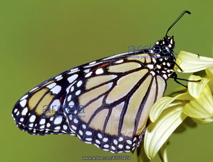 : Monarch Butterfly : Monarch Butterfly