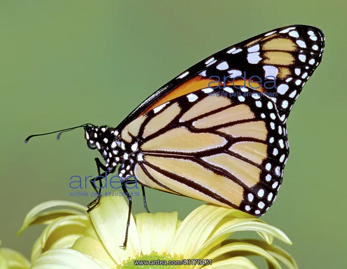 : Monarch Butterfly : Monarch Butterfly