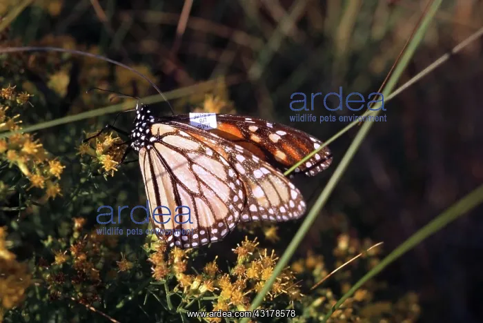 : Monarch Butterfly : Monarch Butterfly