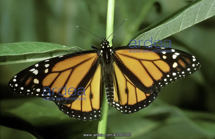  : Monarch Butterfly