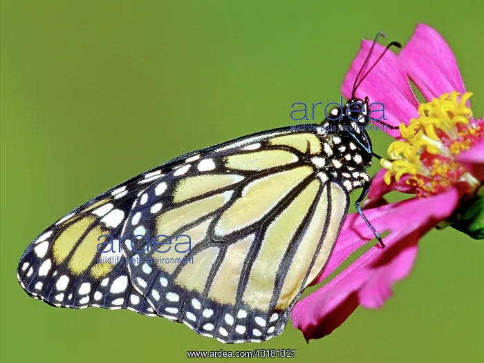 : Monarch Butterfly : Monarch Butterfly