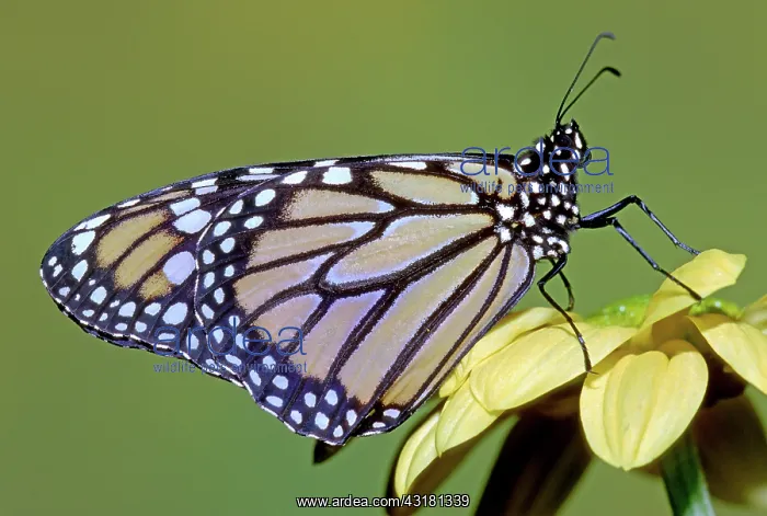 : Monarch Butterfly : Monarch Butterfly