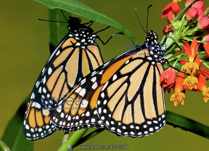 : Monarch Butterfly : Monarch Butterfly