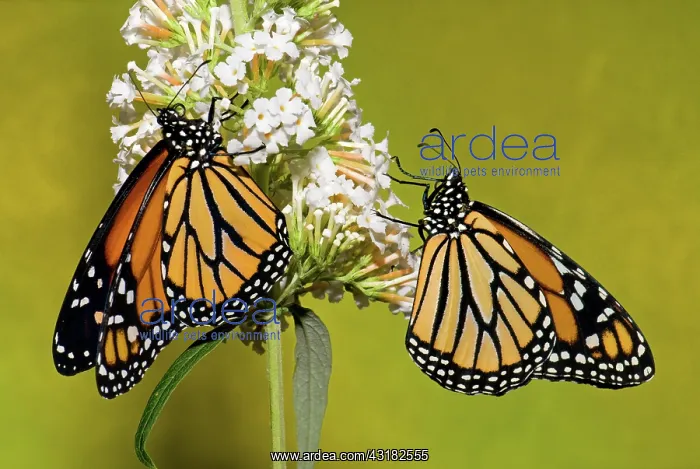 : Monarch Butterfly : Monarch Butterfly