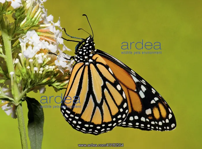 : Monarch Butterfly : Monarch Butterfly