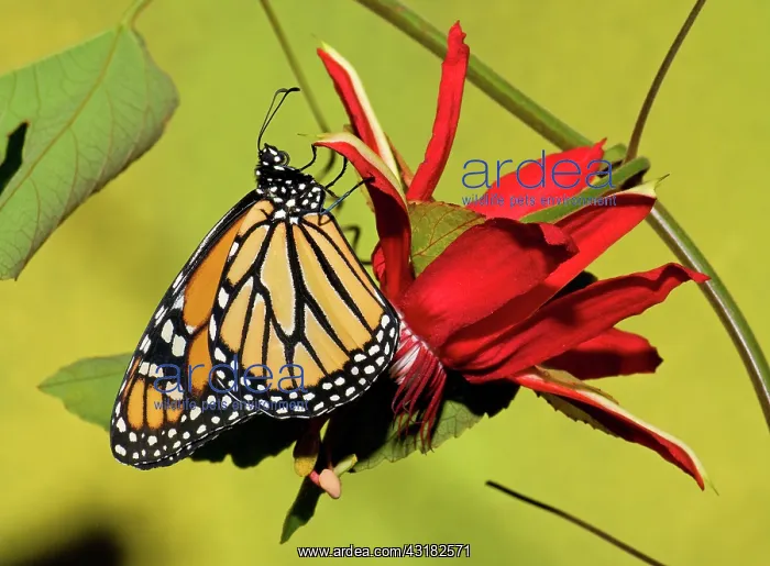: Monarch Butterfly : Monarch Butterfly
