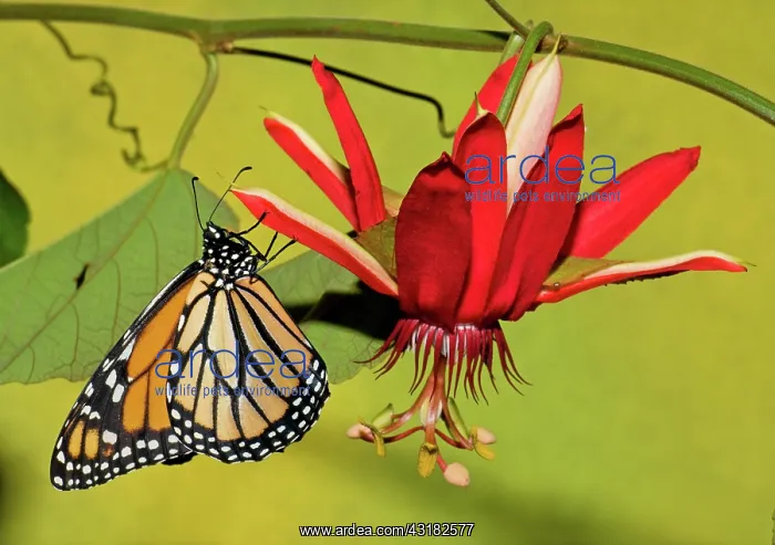 : Monarch Butterfly : Monarch Butterfly