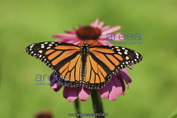 : Monarch Butterfly : Monarch Butterfly