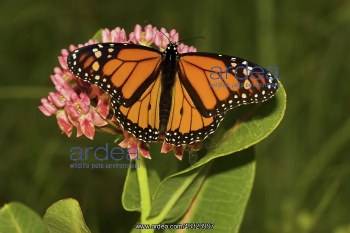 : Monarch butterfly : Monarch butterfly