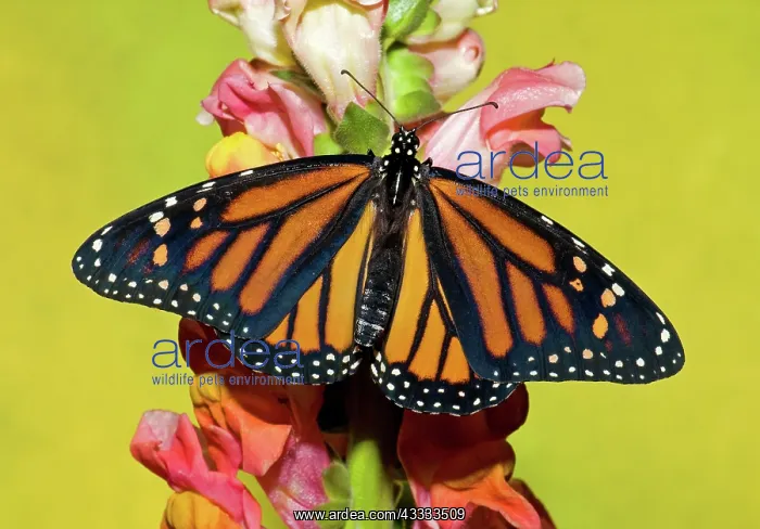 : Monarch Butterfly : Monarch Butterfly