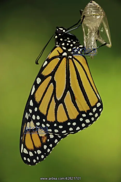 : Monarch Butterfly - adult recently emerged from chrysalis : Monarch Butterfly - adult recently emerged from chrysalis