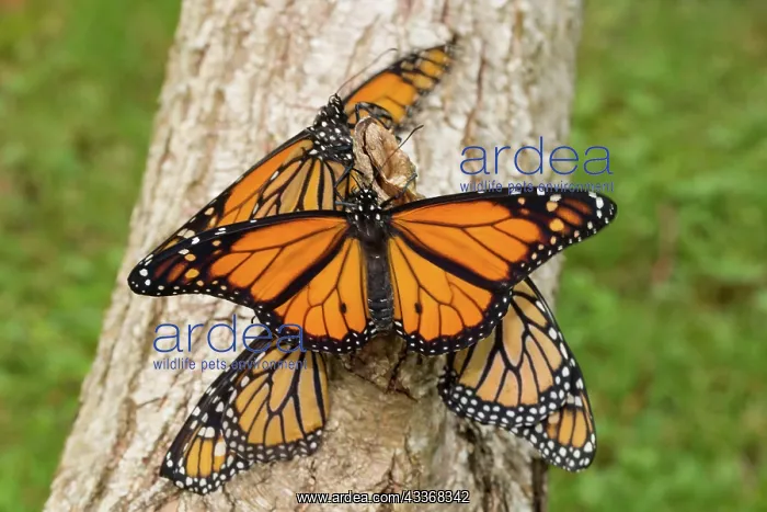 : Monarch butterfly four butterflies with open and : Monarch butterfly four butterflies with open and