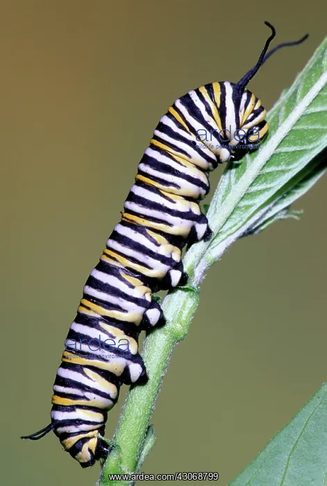  : Monarch Butterfly caterpillar