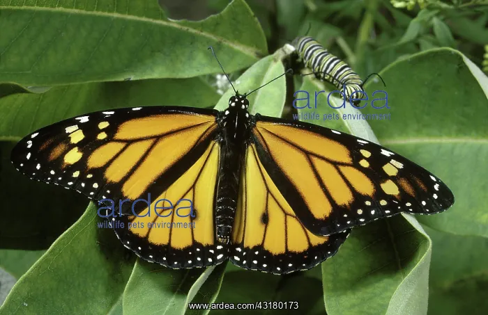 : Monarch Butterfly and Caterpillar : Monarch Butterfly and Caterpillar