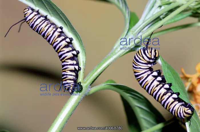 : Monarch Butterfly caterpillars : Monarch Butterfly caterpillars