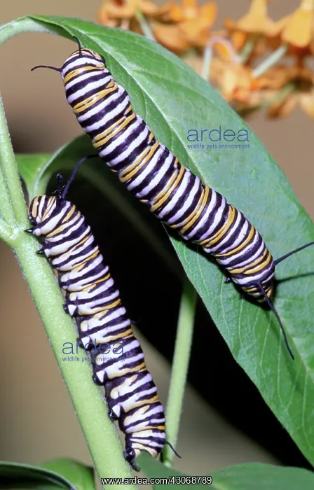: Monarch Butterfly caterpillars : Monarch Butterfly caterpillars