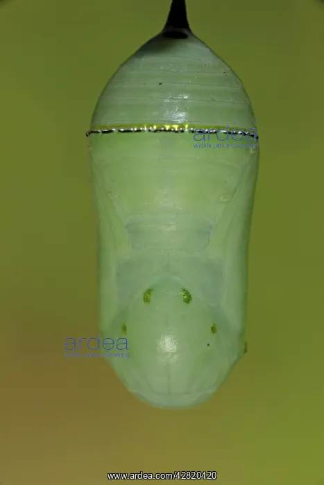 : Monarch Butterfly - chrysalis : Monarch Butterfly - chrysalis