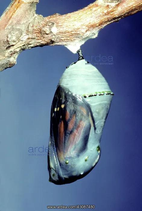 : Monarch Butterfly chrysalis : Monarch Butterfly chrysalis
