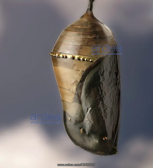 : Monarch butterfly chrysalis : Monarch butterfly chrysalis