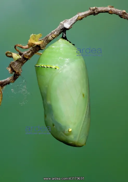 : Monarch Butterfly chrysalis developing : Monarch Butterfly chrysalis developing