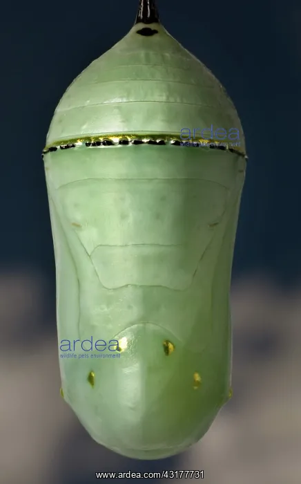 : Monarch butterfly chrysalis front view : Monarch butterfly chrysalis front view