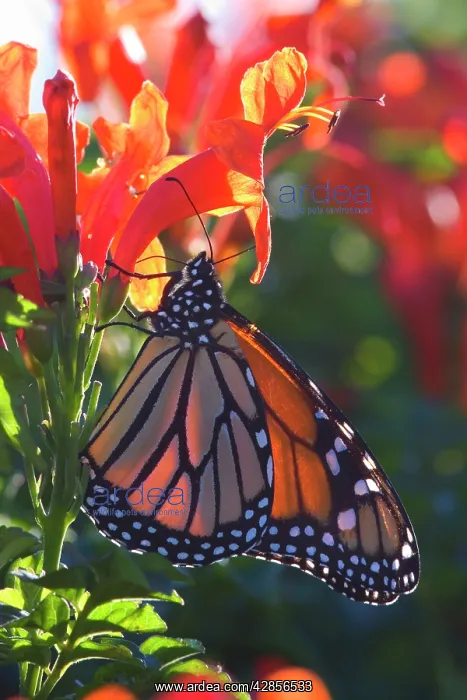  : Monarch Butterfly - clings to a red-flowered plant