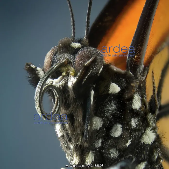 : Monarch butterfly close up : Monarch butterfly close up