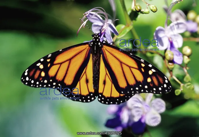 : Monarch Butterfly (Danaus plexippus) : Monarch Butterfly (Danaus plexippus)