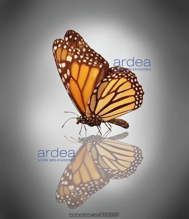 : Monarch butterfly (Danaus plexippus) : Monarch butterfly (Danaus plexippus)