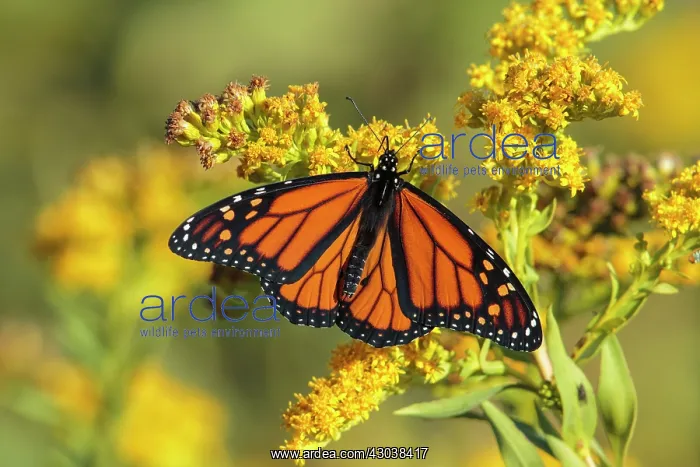 : Monarch Butterfly Danaus plexippus Feeding on goldenro : Monarch Butterfly Danaus plexippus Feeding on goldenro