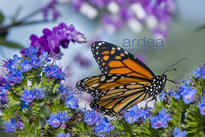 : Monarch butterfly (Danaus plexippus) on garden flower : Monarch butterfly (Danaus plexippus) on garden flower