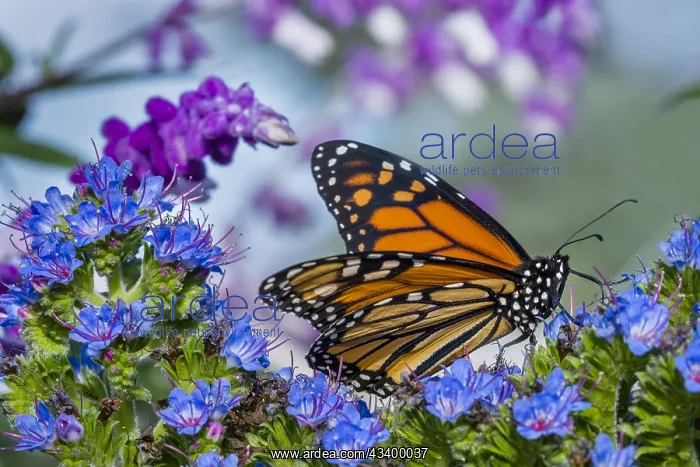 : Monarch butterfly (Danaus plexippus) on garden flower : Monarch butterfly (Danaus plexippus) on garden flower