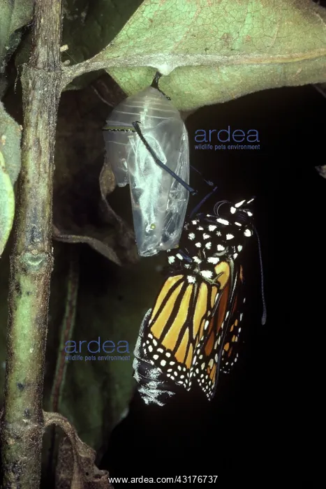 : Monarch Butterfly Emerging : Monarch Butterfly Emerging