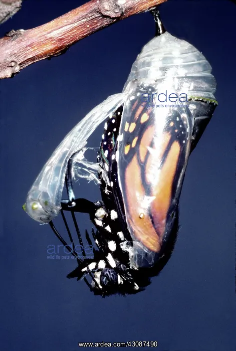 : Monarch Butterfly emerging from chrysalis : Monarch Butterfly emerging from chrysalis
