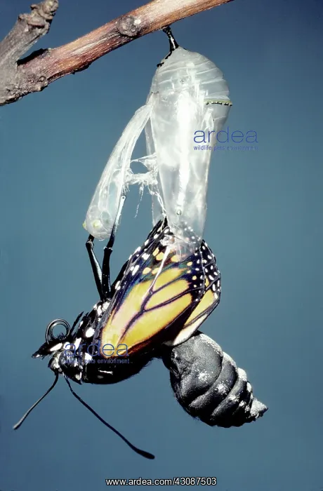 : Monarch Butterfly emerging from chrysalis : Monarch Butterfly emerging from chrysalis