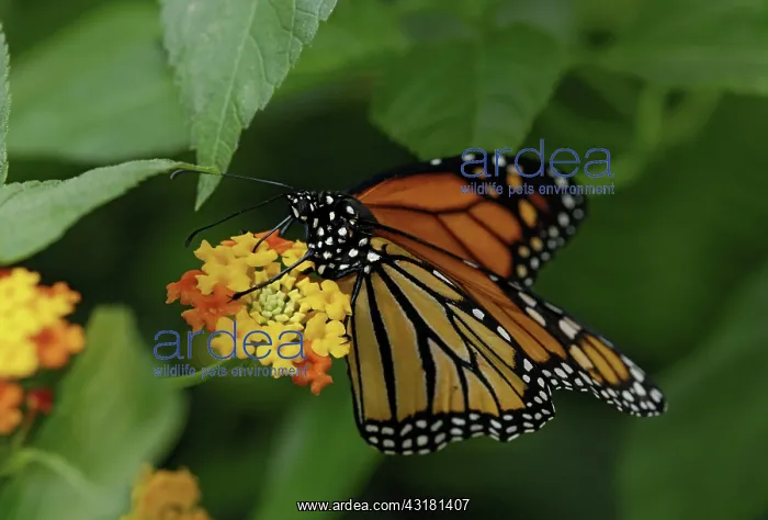 : Monarch butterfly feeding : Monarch butterfly feeding