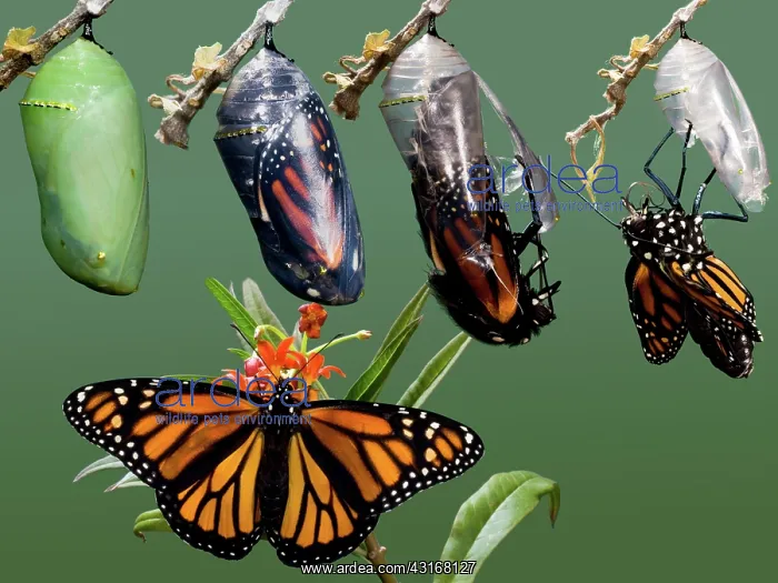 : Monarch Butterfly growth sequence : Monarch Butterfly growth sequence