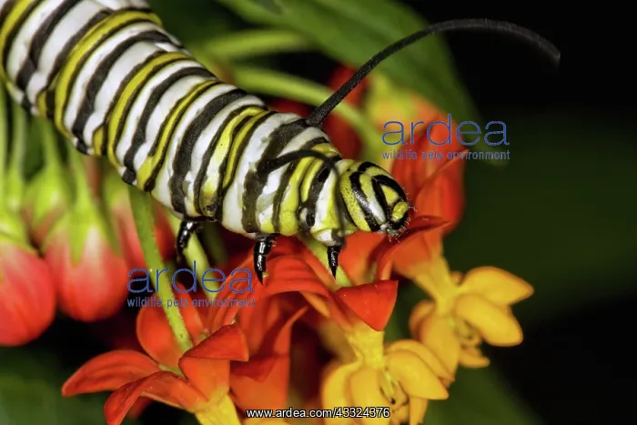: Monarch butterfly larva : Monarch butterfly larva