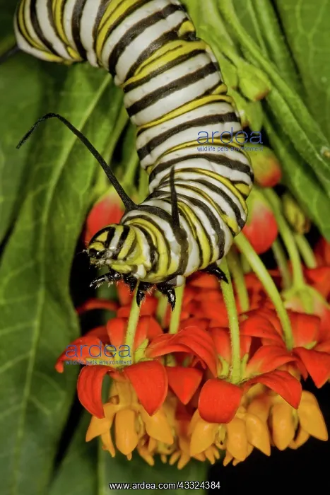 : Monarch butterfly larva : Monarch butterfly larva