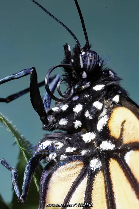 : Monarch butterfly male butterfly head portrait with : Monarch butterfly male butterfly head portrait with