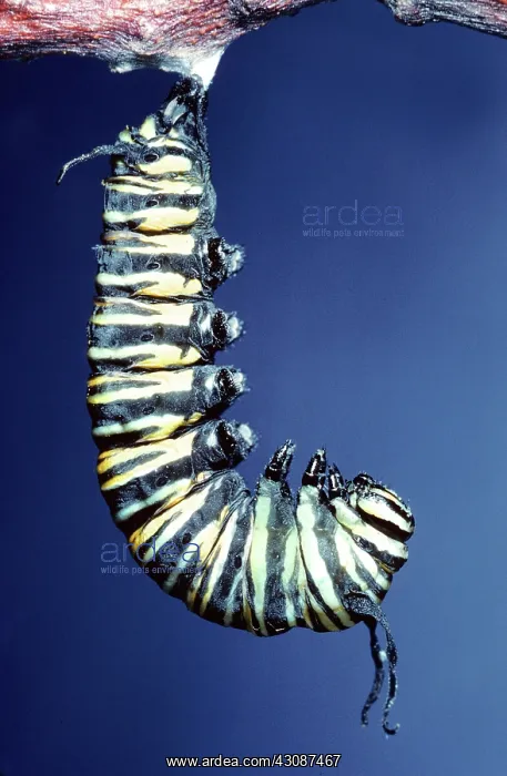 : Monarch Butterfly metamorphosis : Monarch Butterfly metamorphosis