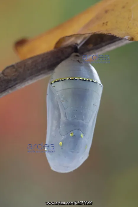 : Monarch Butterfly Pupa : Monarch Butterfly Pupa