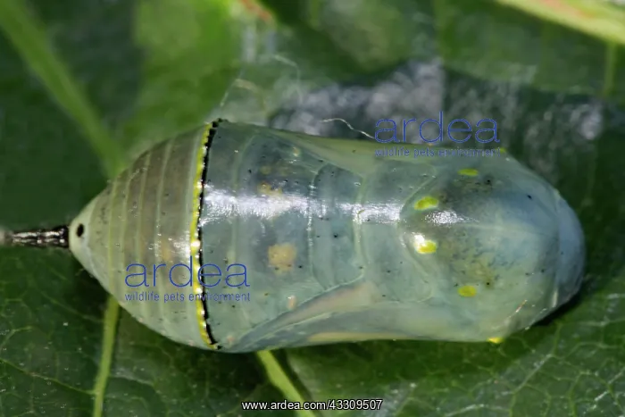 : Monarch butterfly pupa lying on green leaf : Monarch butterfly pupa lying on green leaf