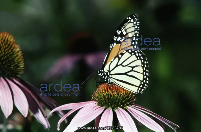 : Monarch Butterfly on a Purple Cone Flower : Monarch Butterfly on a Purple Cone Flower