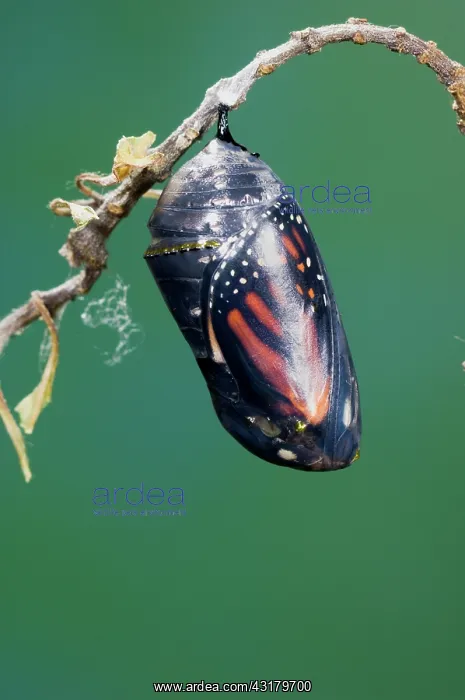 : Monarch Butterfly ready to emerge : Monarch Butterfly ready to emerge