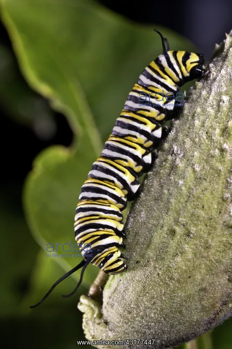 : Monarch Caterpillar : Monarch Caterpillar